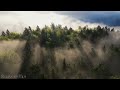 The Breath of the Forest 4K 🌳 Nature Relaxation Film with Peaceful Relaxing Music & Video Ultra HD