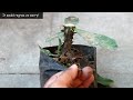 This is how to graft Euphorbia Milii in less than 5 minutes!