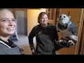 Harpy Eagle Feeding (4k)[bonus video]