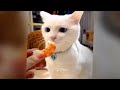 You Laugh You Lose😹Funniest Dogs and Cats 2024😻🐶