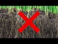 How to Get Rid of Dandelions (4 Easy Steps)