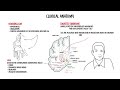 The Basal Ganglia Clinical Anatomy