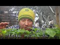 Growing Peppers Part 1 of 3 - The Definitive Guide