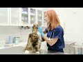 How Maine Coon Cats Can Change Your Life : Pros and Cons T Owning One