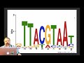 Finding DNA Motifs: Information Content, MEME, and JASPAR