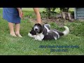 Beauty, playful, beautiful Newfie Puppy.