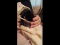 Cute kitten cat eats from can of food