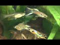 How Guppies Mate And Give Birth To Live Young