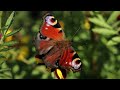 LADYBUG & BUTTERFLY | 4K(60FPS) Peaceful Nature Film | Relaxing Music to Reduce Stress ♫