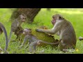 How Hierarchy Decides Everything in Toque Macaque Society