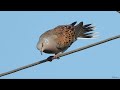 Turkawka / European turtle dove