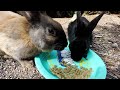 [Rabbit Island, JAPAN] Cute rabbits in paradise🐰 Island of 600 wild bunnies🐇 | Okunoshima うさぎ島/大久野島