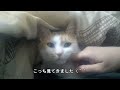 【2345,2346日目】見るにゃ～な猫【かわいい・面白い】～The growth record of my cute cat, Nike day 2345,2346