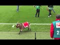 Animals On The Soccer Pitch