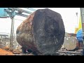 The Largest Wood Project On the Planet // The Last Remaining Tree After The Ice Age