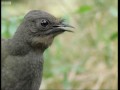 Attenborough: the amazing Lyre Bird sings like a chainsaw! Now in high quality | BBC Earth