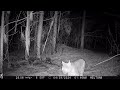 Amazing Trail Camera Footage of a Bobcat at a Beaver Carcuss Part 2