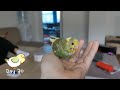 How to Breed Budgies 🐣 8 Tips for Successful Breeding