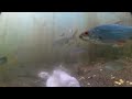 Feeding fish with bread and corn, do they like it? (Underwater camera)