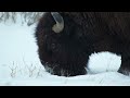 Relaxing Music for Sleep watching Wild Buffalo in Nature - Amazing Nature Relaxation Therapy in 4K