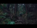 🌲 🌧️ Rainforest Sounds - Calming Rainfall In A Luscious Forest | 3 HOURS RAIN SOUNDS