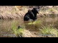April 28, 2012 - Jewel the Black Bear - Cubs Go Swimming!