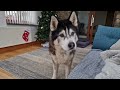 Husky Has A Snow Day At His New Home For Christmas