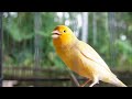 special canary to seduce all the canaries to sing