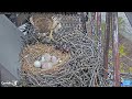 📢 Welcome to the World N2! - Cornell Red-tailed Hawks Big Red & Arthur (4/26 & 4/27)