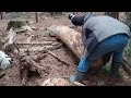 Dead Pine for Kindling, Firewood  Dec 26, 2023