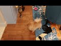 Mini Pomeranian meets the owners of the house.