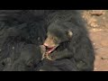 Three Bear Cubs - Growing Up in a Dangerous World | Free Documentary Nature