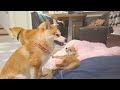 A puppy gets knocked out by his kind older sister Shiba Inu...