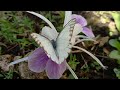 Mutualistic pollination between flowers and insects || beautiful harmonie of nature