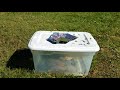 Yellow jacket trap best homemade easy to build