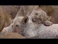 White Lions - An Epic Battle for Survival | Free Documentary Nature
