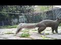 energetic grey squirrel