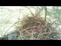 Crow attacks Mourning Dove nest and kills babies