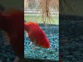 Finally caught the last goldfish in my pond - Herman Munster