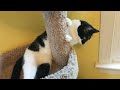 Insanely cute playful kitty