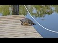 Big turtle in the yard 🐢