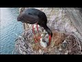A stork nest above the Tagus river - Un nido de cigüeña sobre el río Tajo