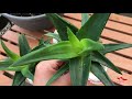 Aloe Vera Plant Propagation