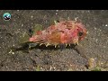 EATEN ALIVE by a Bobbit Worm!