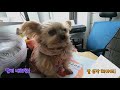 [ 아작뚱 ] 엄마와 이모의 티키타카에 정신 없는 강아지 아차장 (요키, Yorkshire Terrier, 작은 강아지, 아롱이)