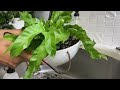 15 STUNNING HOUSEPLANTS || HOW I CARED AND DISPLAYED || House Plant Decoration