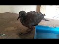 caring for a baby bird that fell from the nest.bird eps 250