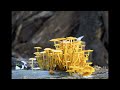 Fungi: Web of Life | Björk explains how fungi decompose wood