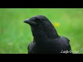 The AMERICAN CROW |  Smart and Unique
