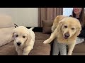 Golden Retriever Meets Golden Retriever Puppy for the First Time